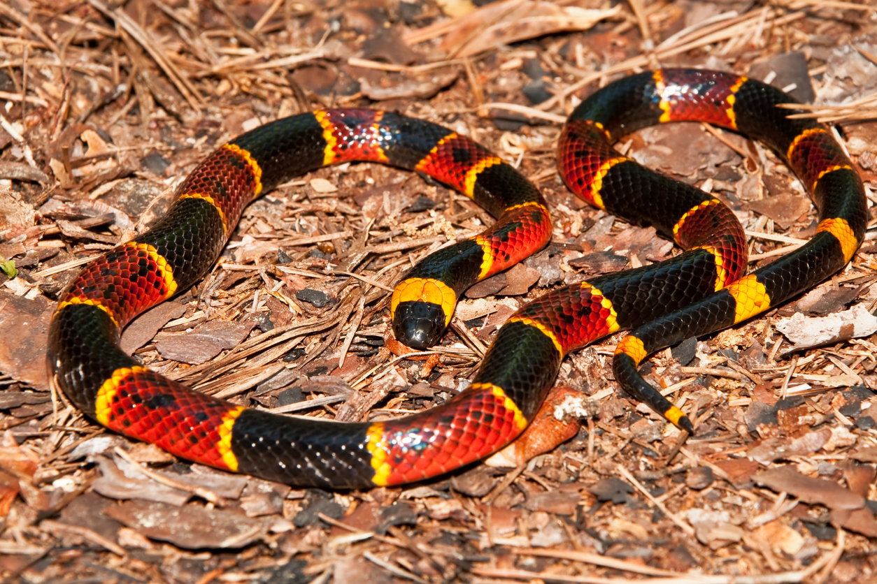 One Does Not Look Like the Other: The Red Rat Snakes of the