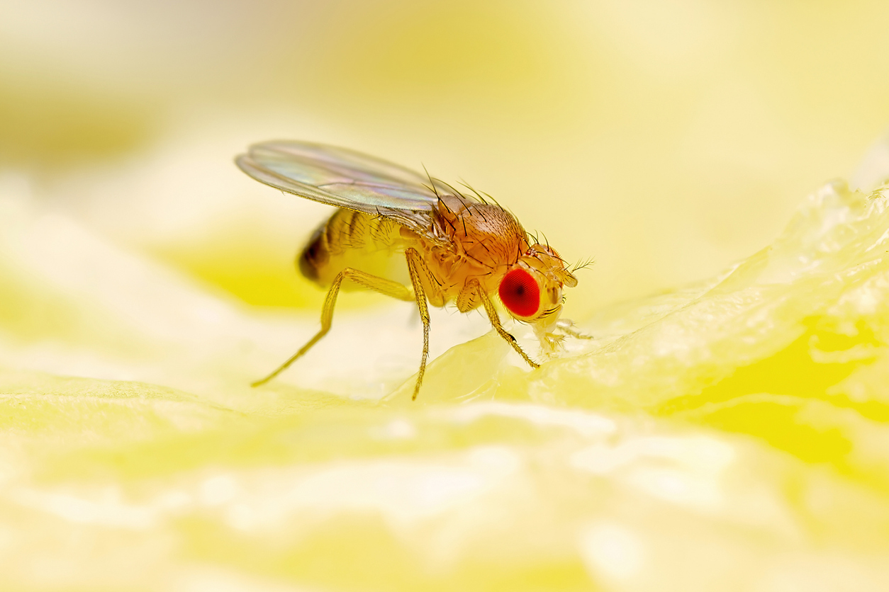 Get Rid of Fruit Flies, Drain Flies, and Fungus Gnats