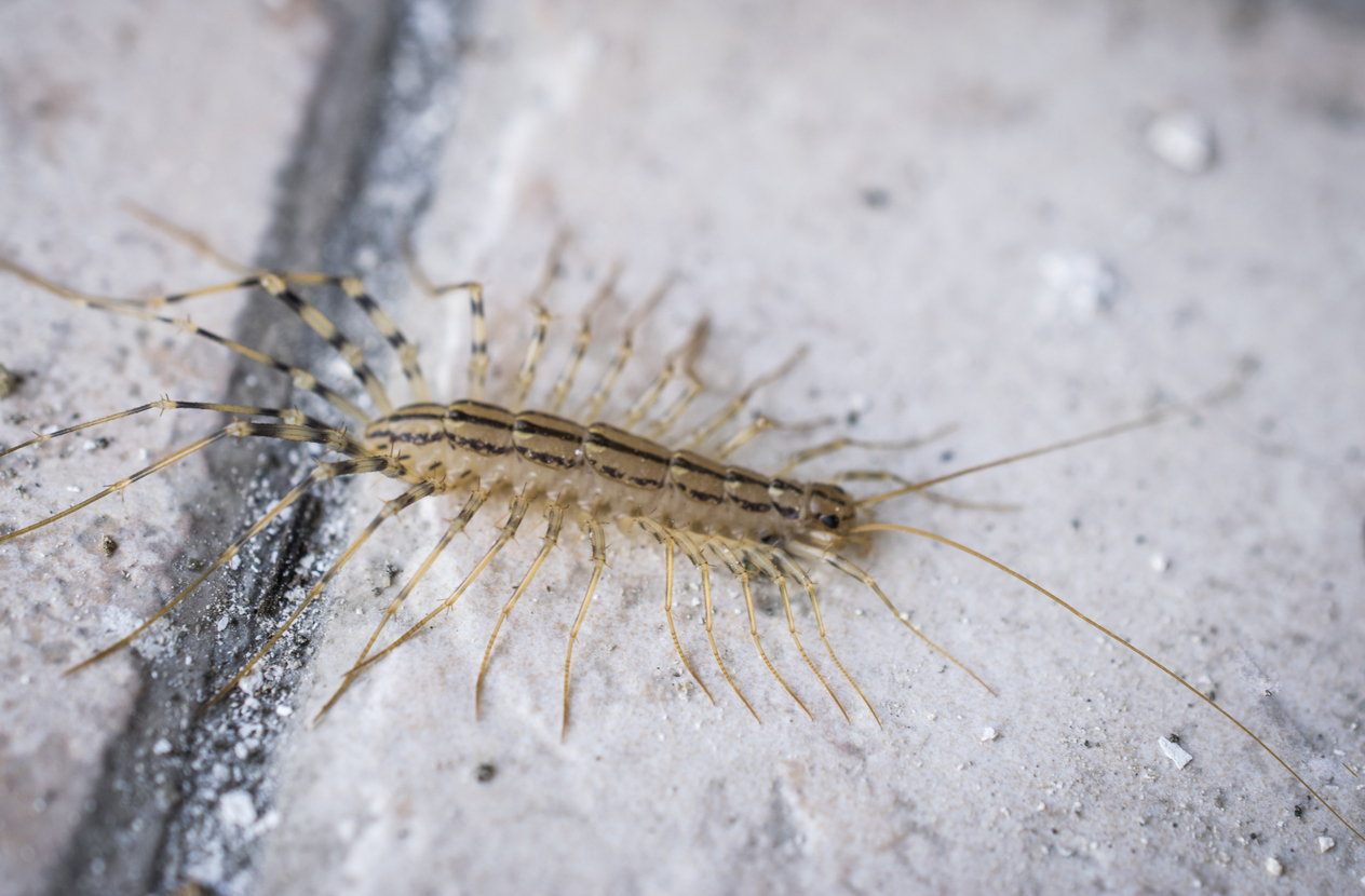 house centipede