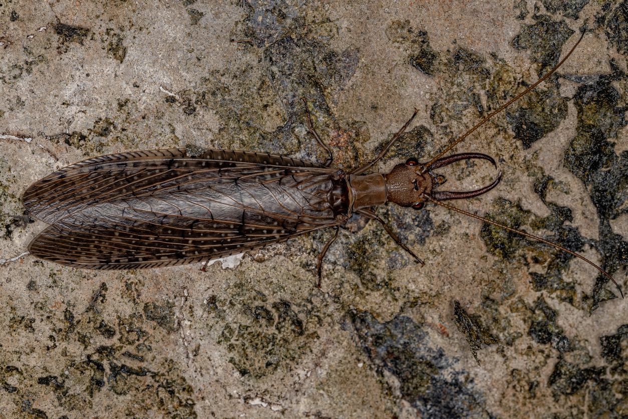 dobsonfly