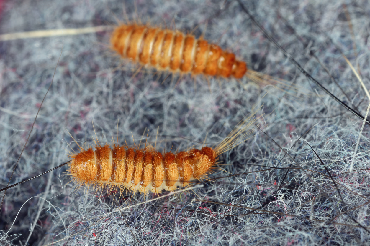 carpet beetle larvae