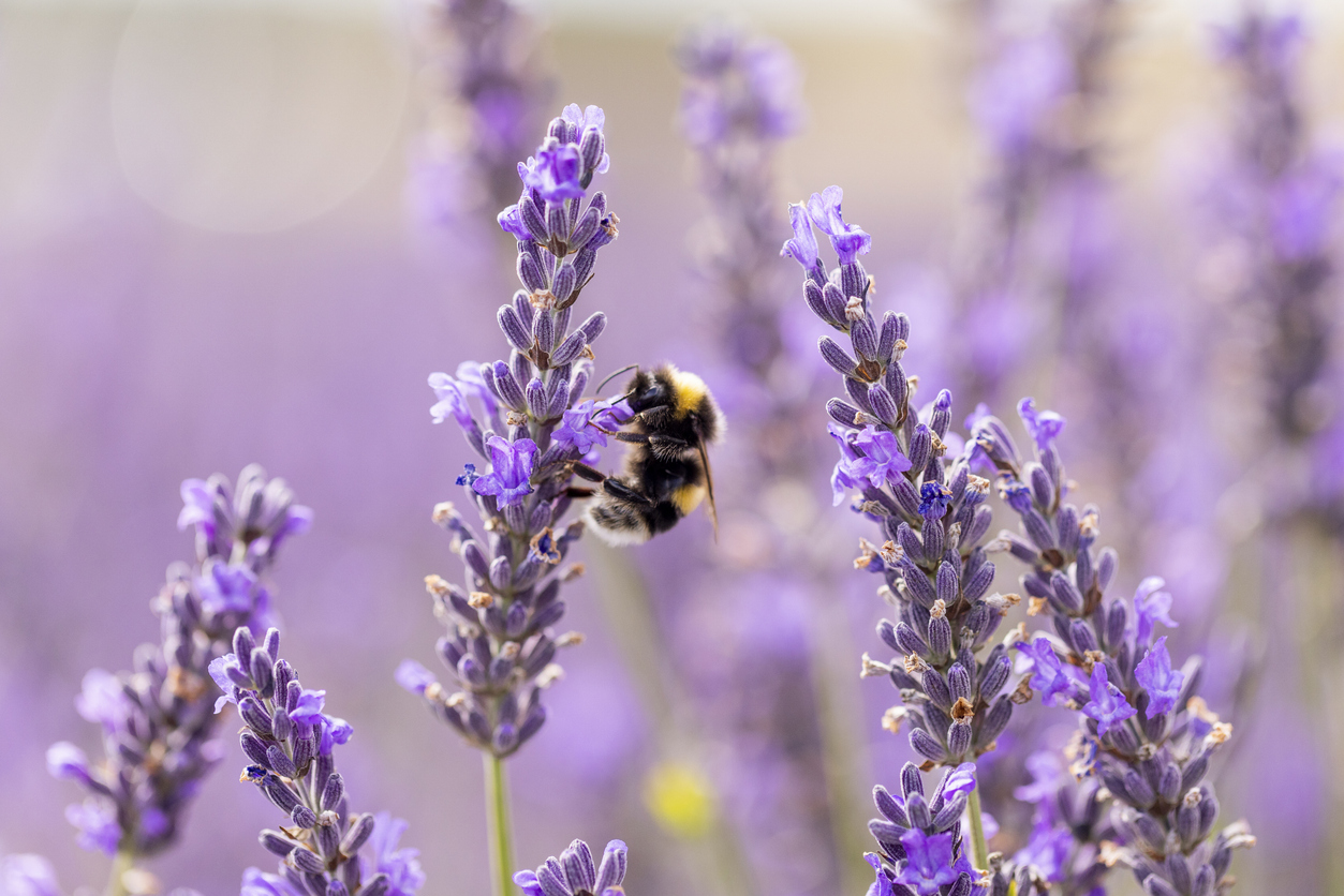 bee on purple flower