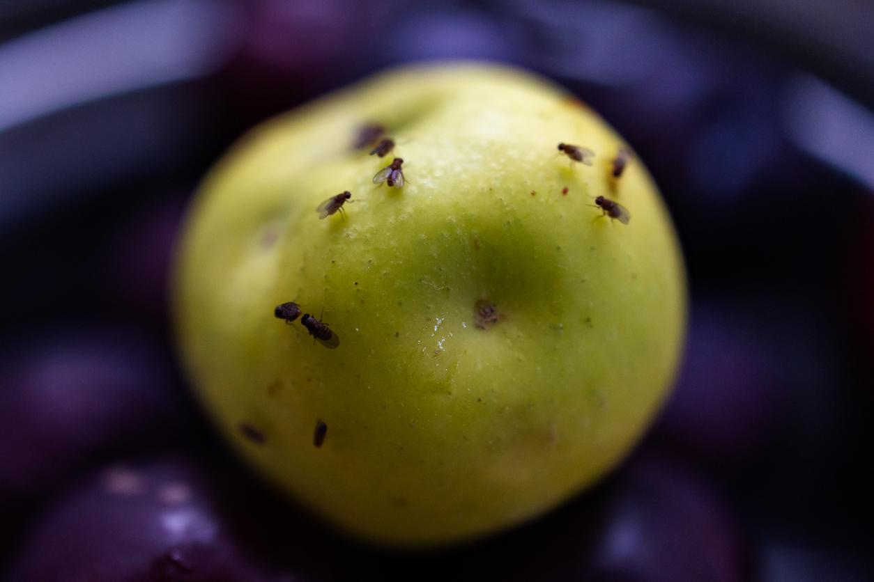 decaying apple