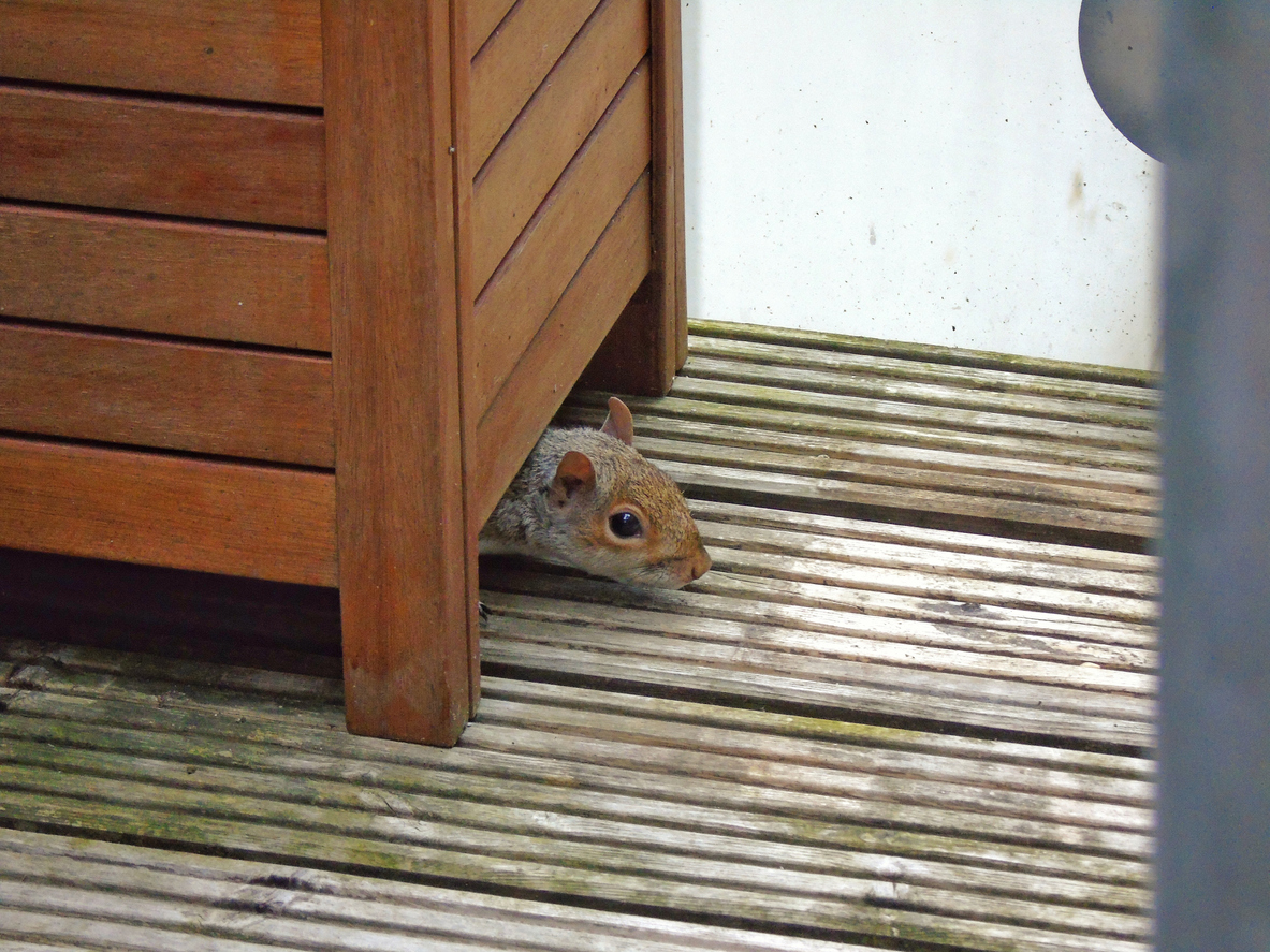 Flying Squirrel Control & Treatments in Atlanta GA