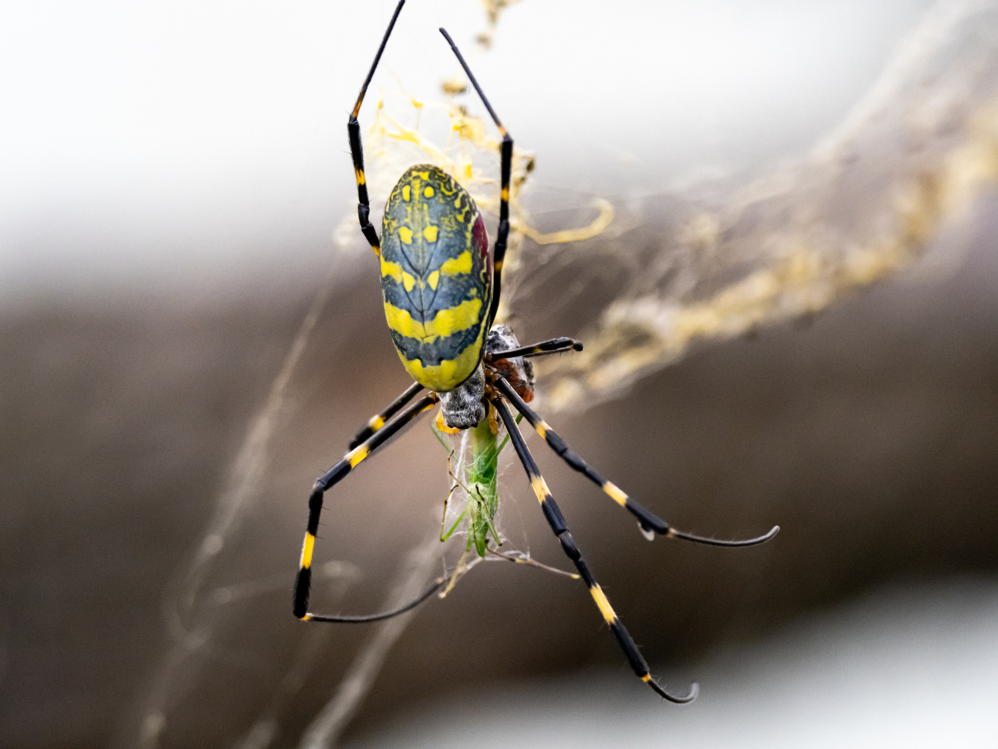 What You Need to Know About House Spiders