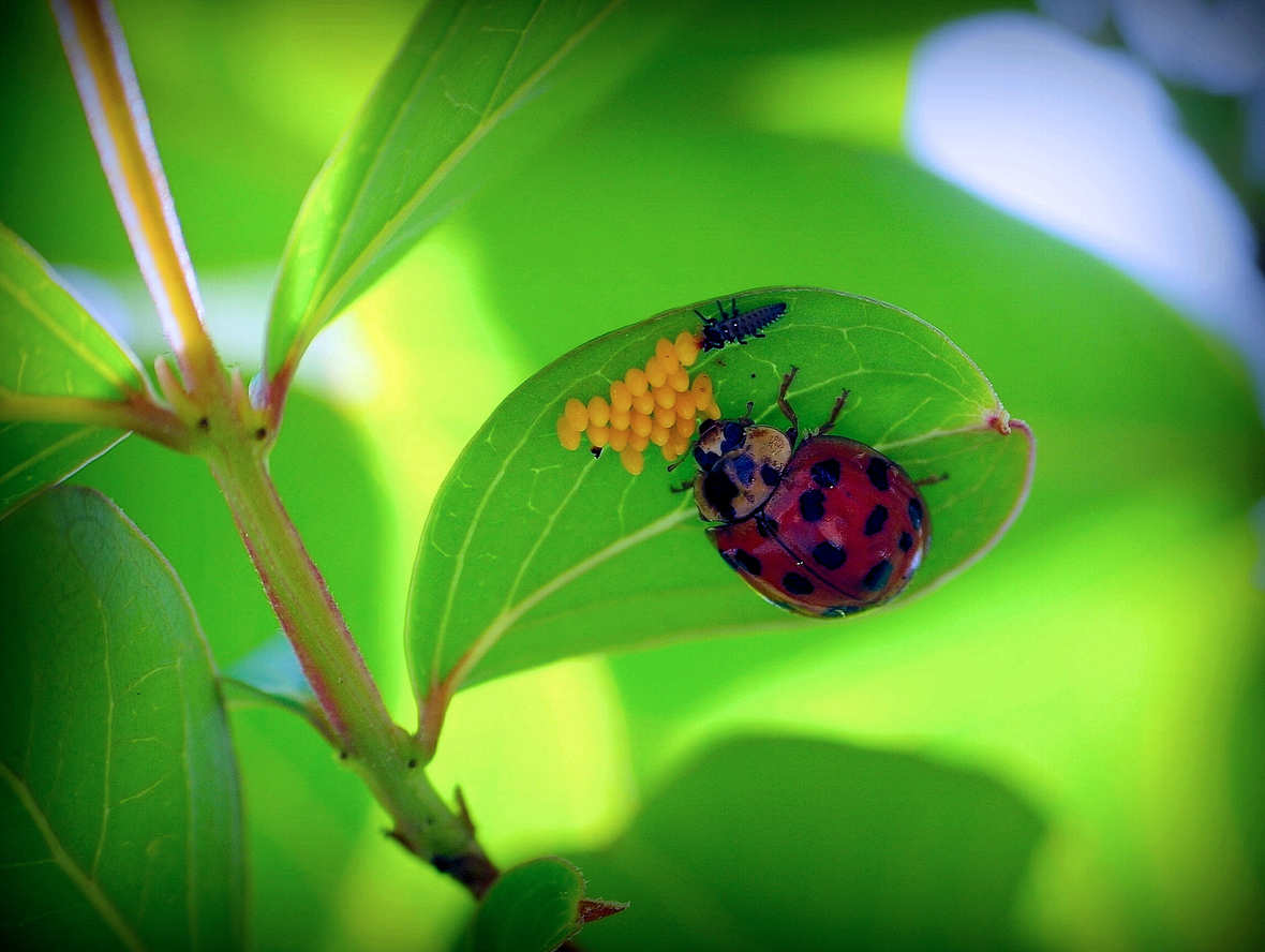 Ladybug Benefits  All About Lady Bugs