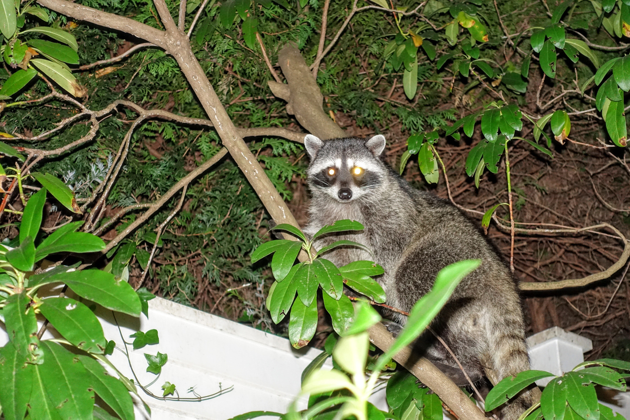 Effective Raccoon Removal and Control - Wildlife Solutions, Inc.