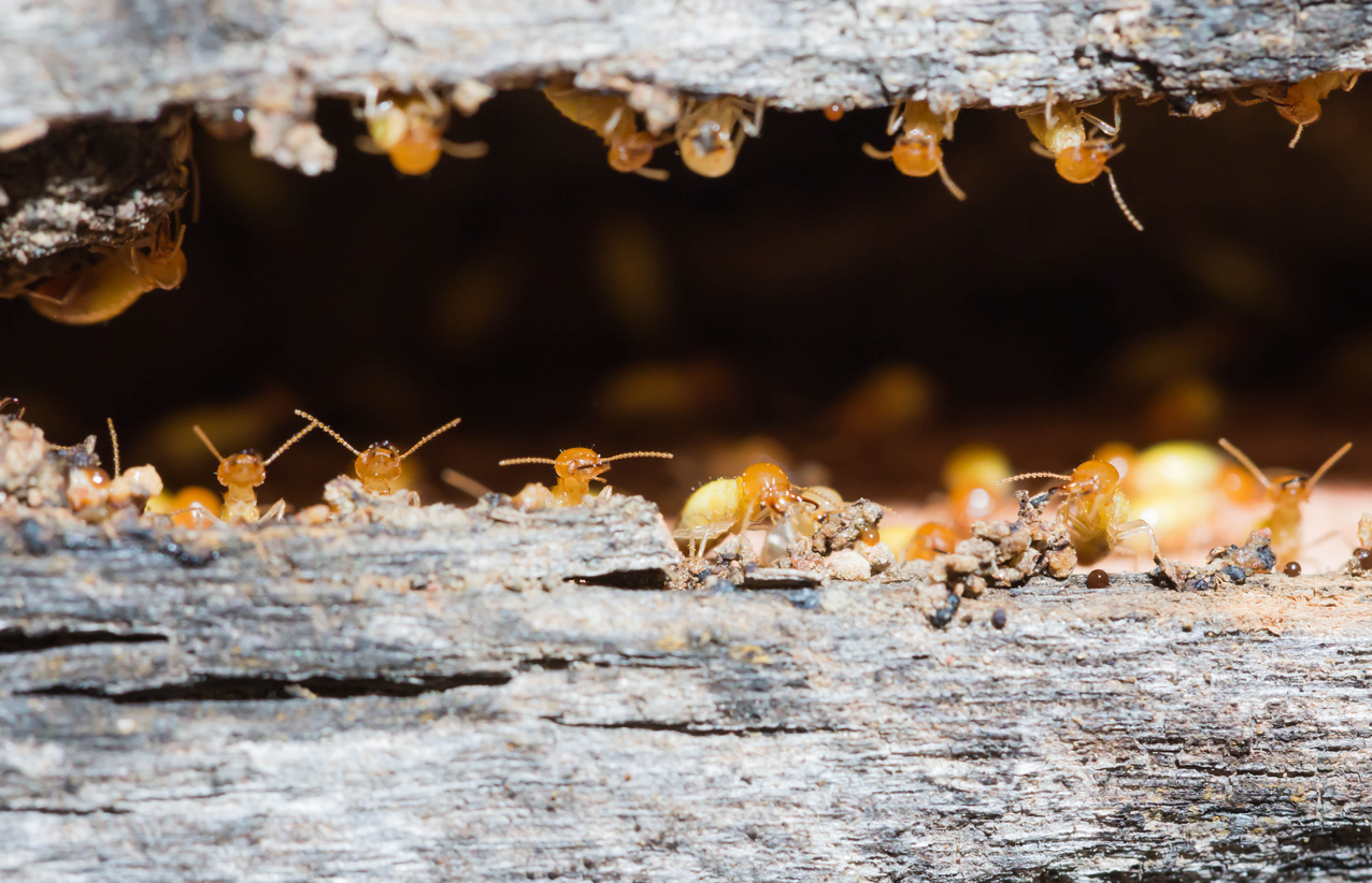 Best Sentricon Termite Treatment System in Richmond, VA » Eco Pest Control