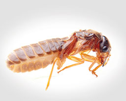 Drywood Termite Facts: How To Identify a Drywood Termite Infestation