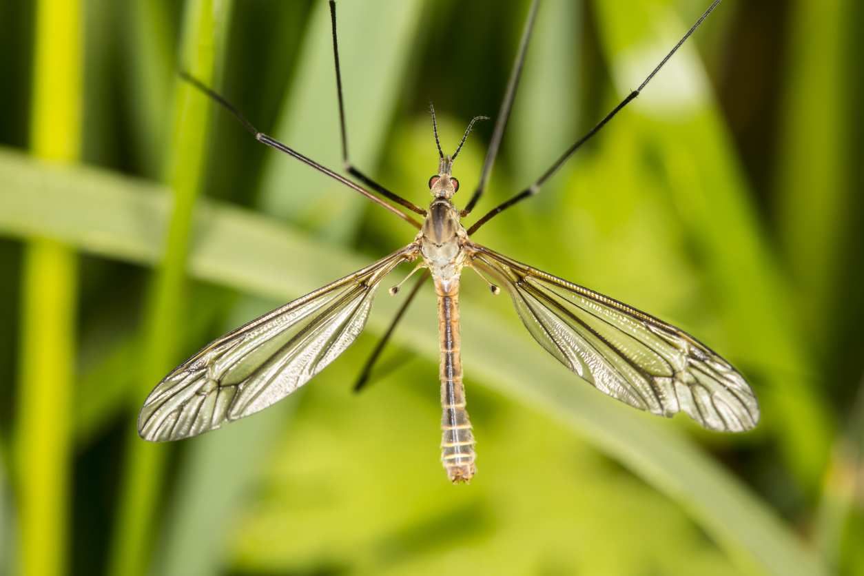 Crane Flies: Massive Mosquitoes or Friendly Fliers?