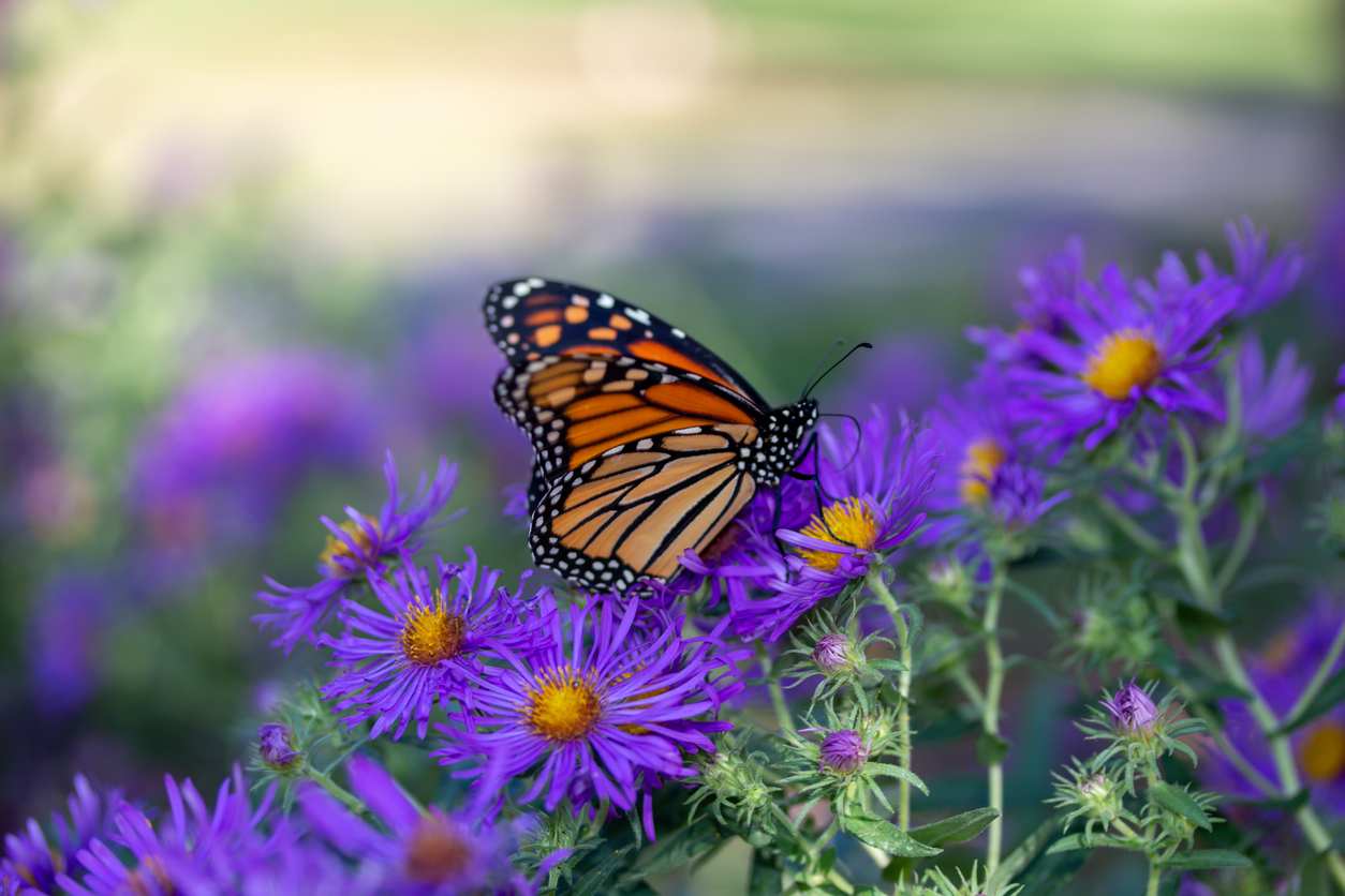 Summer Blooms That Bring Bees, Butterflies, and More to Your Garden